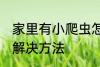 家里有小爬虫怎么办 家里有小爬虫的解决方法
