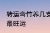 转运弯竹养几支最旺运 转运竹养几支最旺运