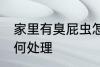 家里有臭屁虫怎么办 家里有臭屁虫如何处理
