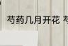 芍药几月开花 芍药什么时候开花呢