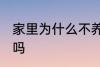 家里为什么不养扶桑 家里可以养扶桑吗