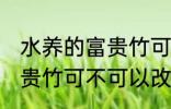 水养的富贵竹可以改土养吗 水养的富贵竹可不可以改土养