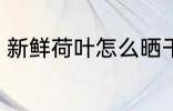 新鲜荷叶怎么晒干 新鲜荷叶怎样晒干