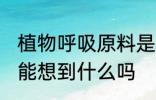 植物呼吸原料是什么 植物呼吸原料你能想到什么吗
