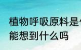 植物呼吸原料是什么 植物呼吸原料你能想到什么吗