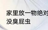 家里放一物绝对没臭屁虫 家里放什么没臭屁虫