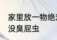 家里放一物绝对没臭屁虫 家里放什么没臭屁虫
