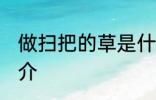 做扫把的草是什么草 做扫把的草的简介