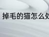 掉毛的猫怎么处理 掉毛的猫处理方法