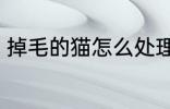 掉毛的猫怎么处理 掉毛的猫处理方法