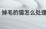 掉毛的猫怎么处理 掉毛的猫处理方法