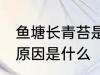 鱼塘长青苔是什么原因 鱼塘长青苔的原因是什么