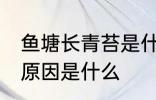 鱼塘长青苔是什么原因 鱼塘长青苔的原因是什么