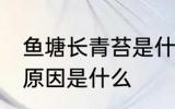 鱼塘长青苔是什么原因 鱼塘长青苔的原因是什么