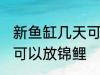 新鱼缸几天可以放锦鲤 新鱼缸多少天可以放锦鲤