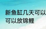 新鱼缸几天可以放锦鲤 新鱼缸多少天可以放锦鲤