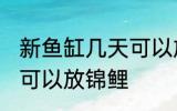 新鱼缸几天可以放锦鲤 新鱼缸多少天可以放锦鲤