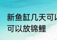 新鱼缸几天可以放锦鲤 新鱼缸多少天可以放锦鲤