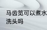 马齿笕可以煮水洗头吗 马齿笕能煮水洗头吗