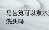 马齿笕可以煮水洗头吗 马齿笕能煮水洗头吗