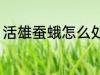 活雄蚕蛾怎么处理 活雄蚕蛾如何处理