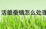 活雄蚕蛾怎么处理 活雄蚕蛾如何处理