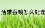 活雄蚕蛾怎么处理 活雄蚕蛾如何处理