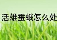 活雄蚕蛾怎么处理 活雄蚕蛾如何处理