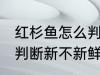 红杉鱼怎么判断新不新鲜 红杉鱼如何判断新不新鲜