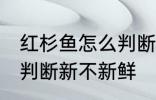 红杉鱼怎么判断新不新鲜 红杉鱼如何判断新不新鲜