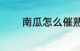 南瓜怎么催熟 南瓜催熟方法
