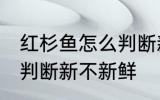 红杉鱼怎么判断新不新鲜 红杉鱼如何判断新不新鲜