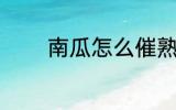 南瓜怎么催熟 南瓜催熟方法