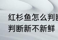 红杉鱼怎么判断新不新鲜 红杉鱼如何判断新不新鲜