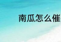 南瓜怎么催熟 南瓜催熟方法